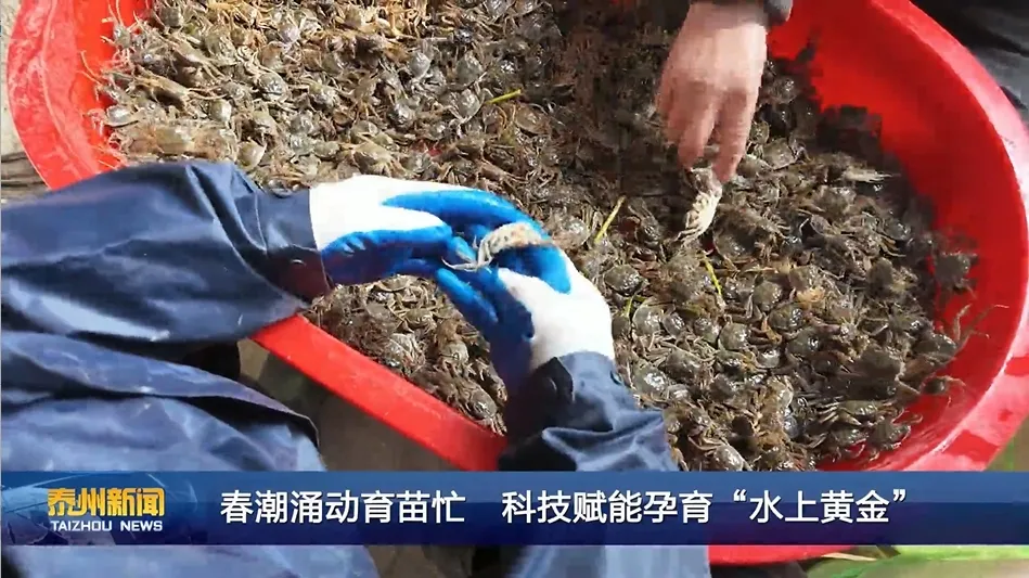 【集团简讯】《泰州新闻》聚焦好润红渔业科创产业园